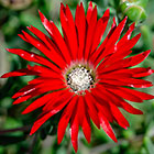 ??? royal or ice plant dew flower
