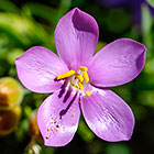 ??? sea rose flowers