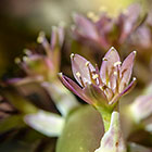 amarylydaceae xxx flowers
