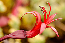 ??? candelabra flowers