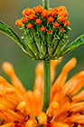 ??? wild dagga flowers