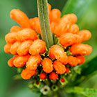 ??? wild dagga flowers