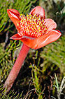 ??? April fool or blood flower flower