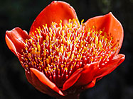 ??? April fool or blood flower flower