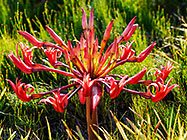 ??? candelabra flowers
