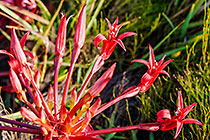 ??? candelabra flowers