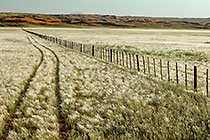 track through green grass