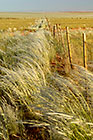green grass + fence