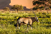 Oryx
