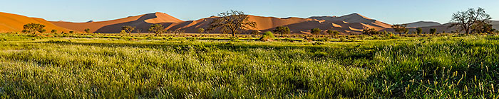 tree + grass + dunes