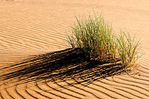 green shrub + dune