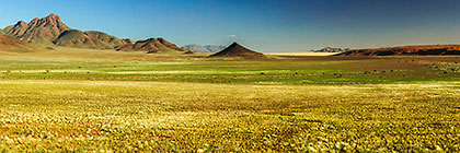 green grass + dunes
