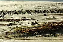dunes + grass + trees