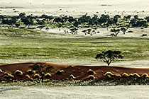dunes + grass + trees