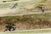 dunes + grass + trees