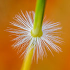 Hairy