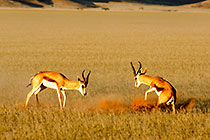 Springboks