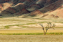tree + dune + grass