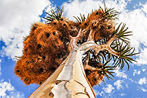 Quiver tree pointing towards sky