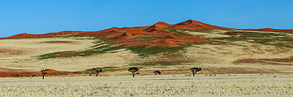 panorama of dunes with grass
