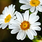 ??? marsh or swamp daisy flowers