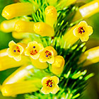 ??? mealie heath flowers