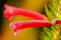 ??? trembling heath flowers