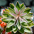 ??? marsh pagoda plant