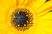 ??? African daisy flower
