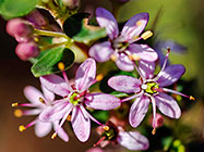 ??? wild buchu flowers