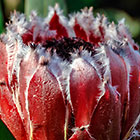 ??? flower cone