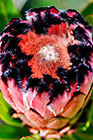 ??? elegant thistle protea flower cone