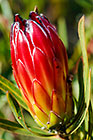 ??? flower cone