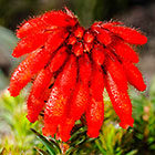 ??? fire heath flowers
