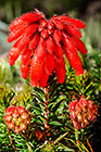 ??? fire heath flowers