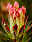 Gnidia