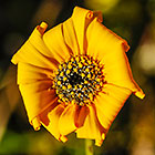 ??? flower xxx early morning
