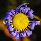??? small umbrella flower with water droplets