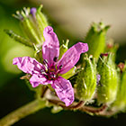 ??? flowers xxx