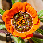 ??? flowers