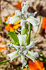 ??? flowers