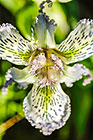 ??? flowers