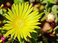 ??? flowers