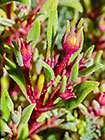 ??? flower buds with bladder cells