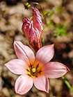 ??? flower