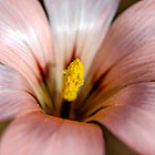 ??? flower