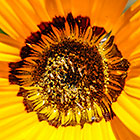 ??? flowers