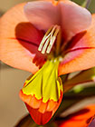??? flowers