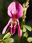 ??? flowers
