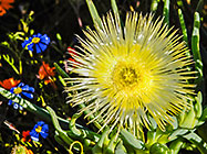 ??? flowers